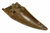 Serrated, Tyrannosaur Tooth - Judith River Formation #120471-1